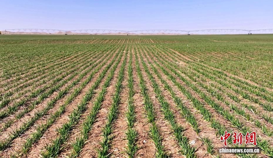 当前冬小麦返青保苗率达90%以上。 钟昌涛 摄