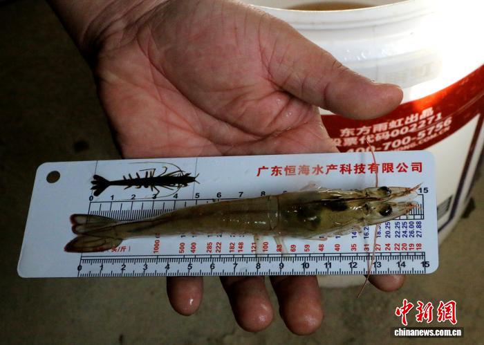 首批南美白对虾于元宵节上市。黄田田 摄
