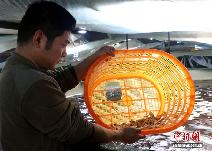 当地将逐步实现南美白对虾的全年多批次量产。王茹 摄