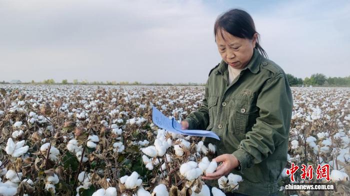 宋美珍在棉田调查棉花吐絮情况。薛军 摄
