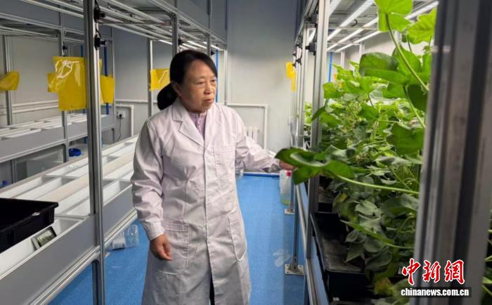 宋美珍在检查棉苗生长情况。张家伟 摄