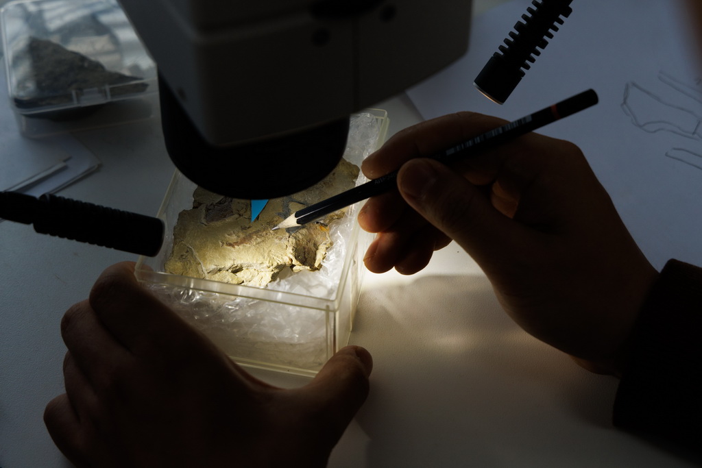 3月3日，朱幼安研究员在中国科学院古脊椎动物与古人类研究所办公室研究重庆始骨鱼化石。