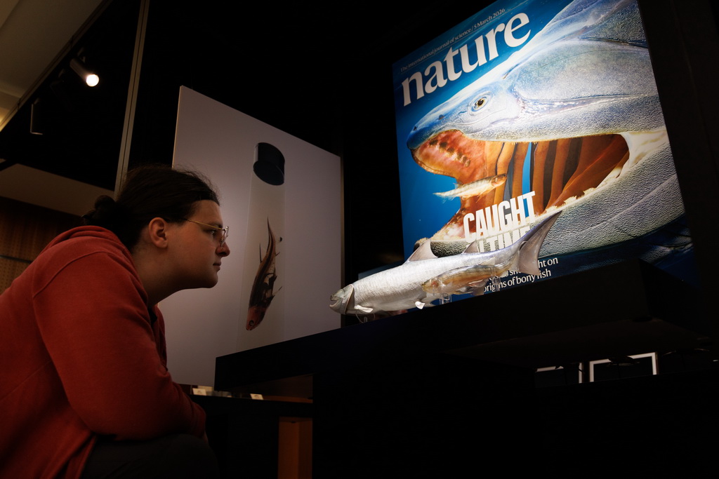 3月3日，在中国科学院古脊椎动物与古人类研究所举行的新闻发布会上，一名外国学生在观察复原模型。