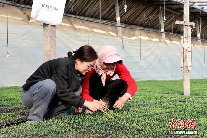 农技人员(左)教授职工定苗技巧。孙婧琳 摄