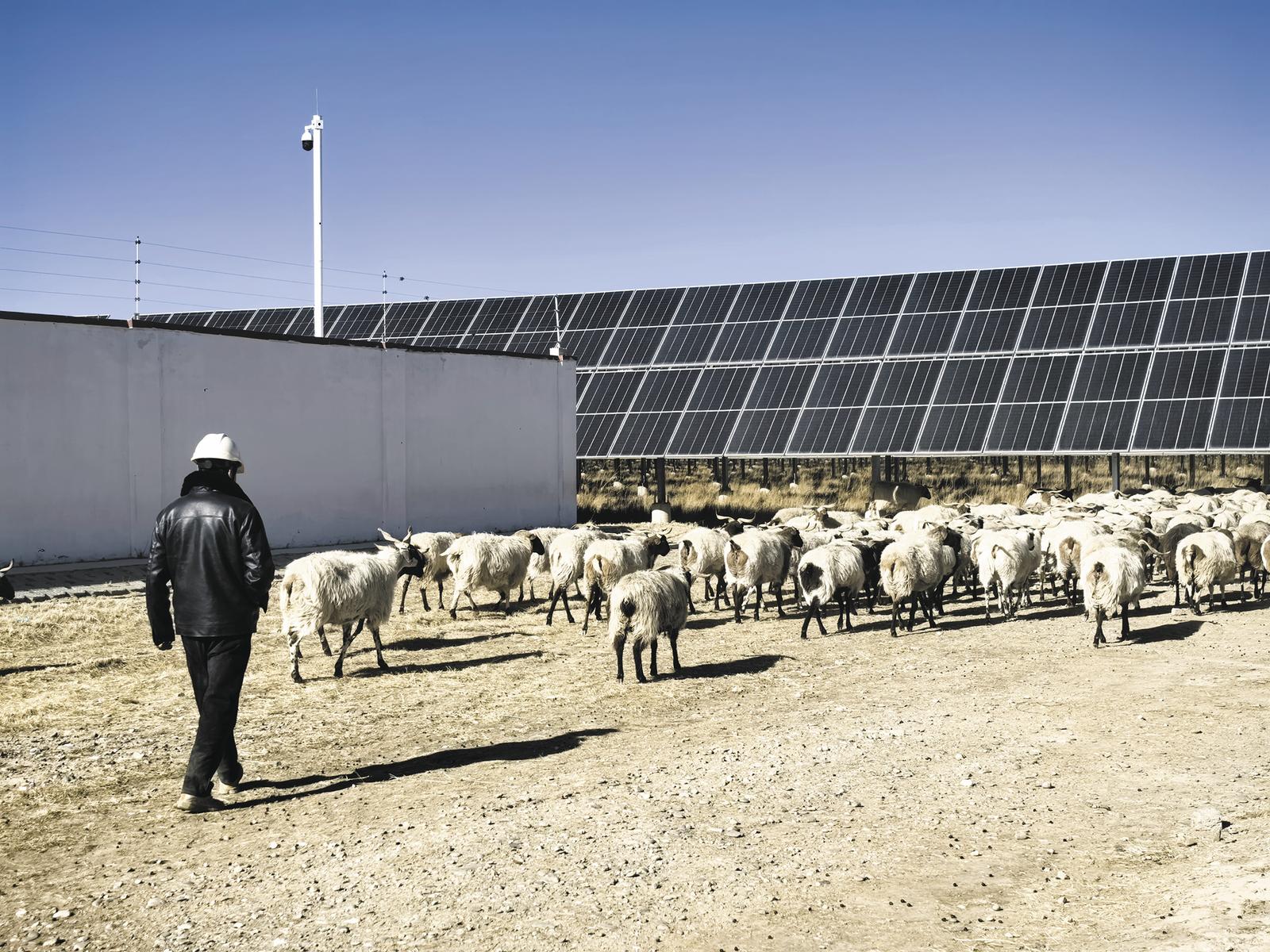 牧民索南才让家的羊群,在光伏板下觅食。