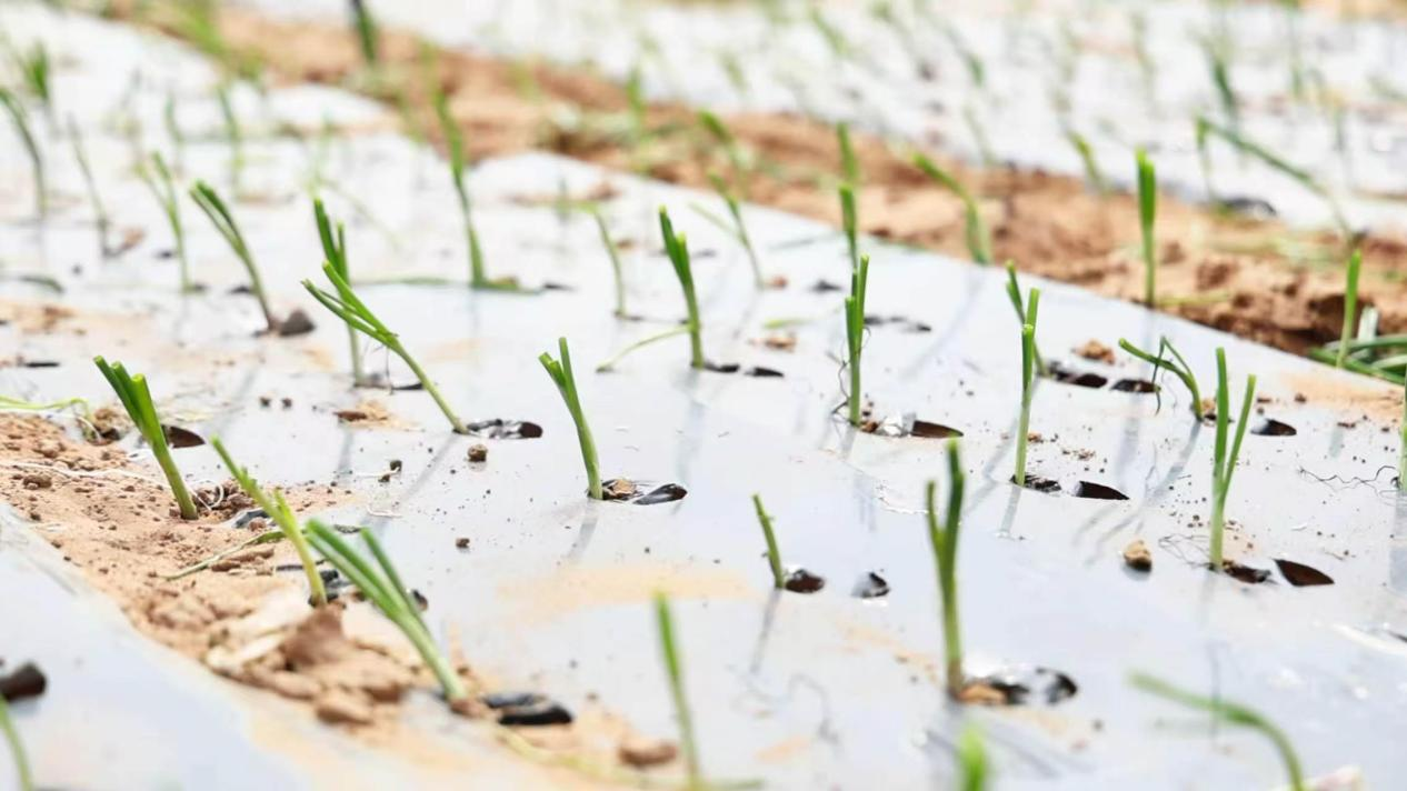 20260410181237-85-916df.jpeg 20260410181237-85-916df.jpeg