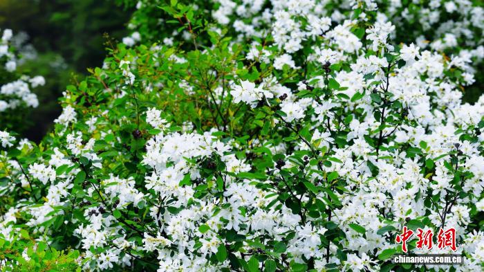 陕西西安：秦岭红柄白鹃梅次第绽放