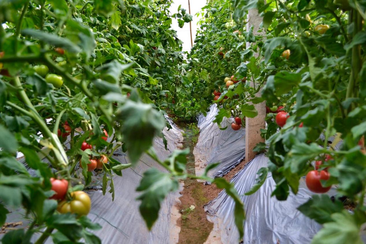 2c52576d00170978ec78d99ff7c91e11