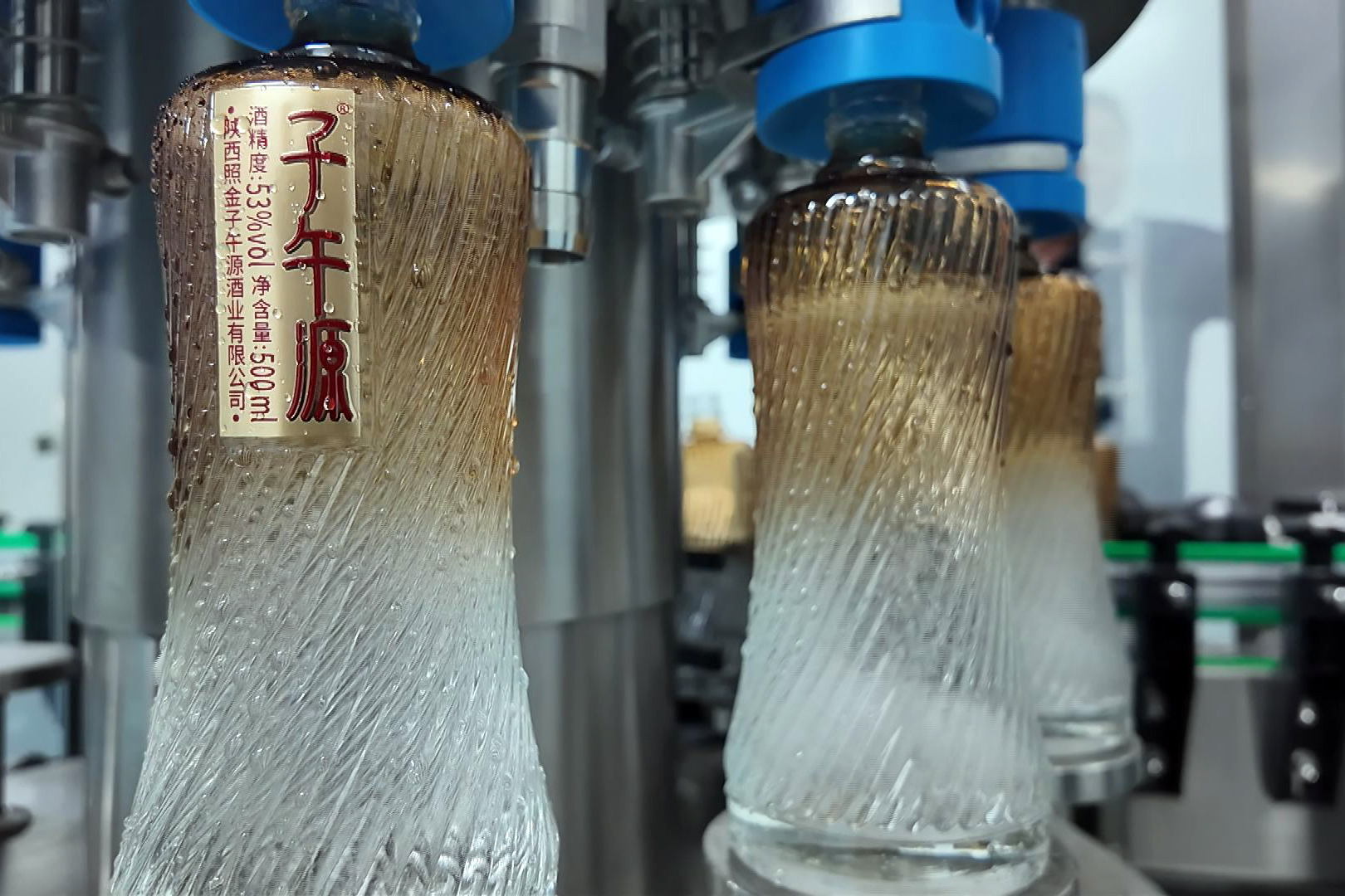 dachshund