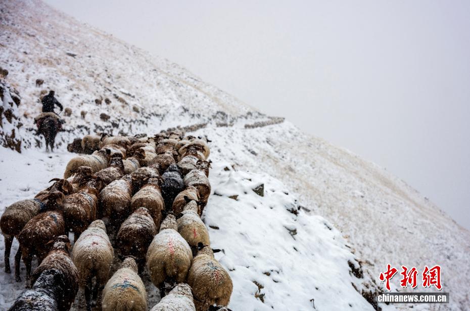 大雪纷飞的山间坡道上,牧民赶着羊群行进。 赵涛 摄 大雪纷飞的山间坡道上,牧民赶着羊群行进。 赵涛 摄